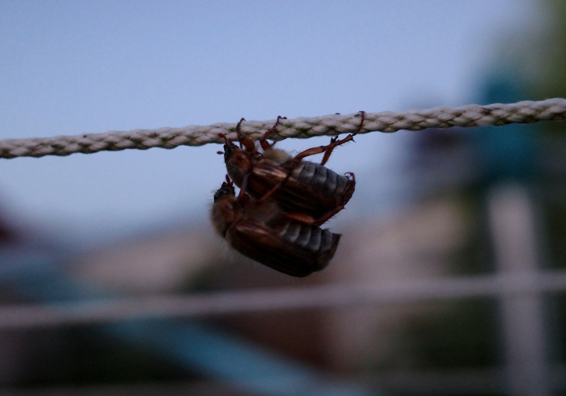 A pair of cockchafers mating upside down on a clothesline