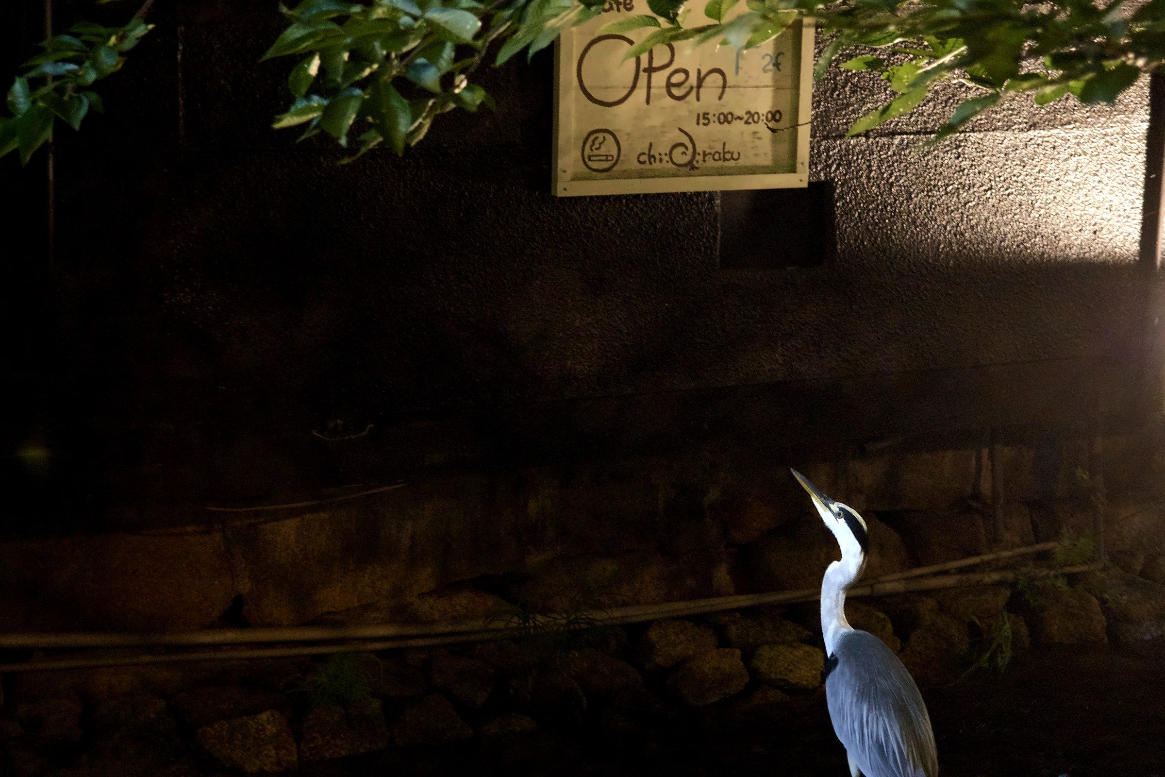 Comedy Wildlife Photography Awards