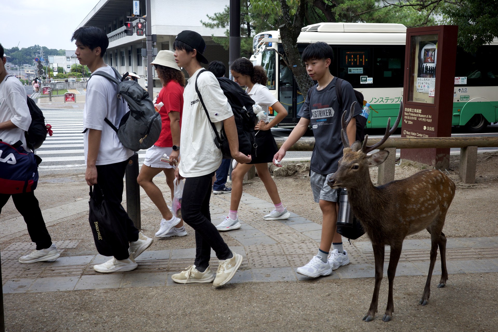 A sika deer walking alongside a football team heading to practice in Nara