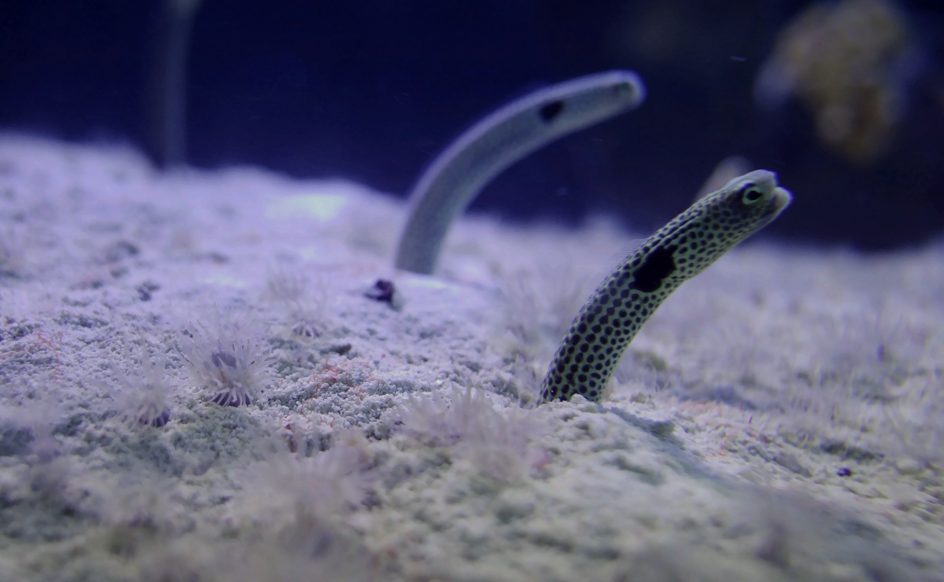 A colony of garden eels rising from the sand