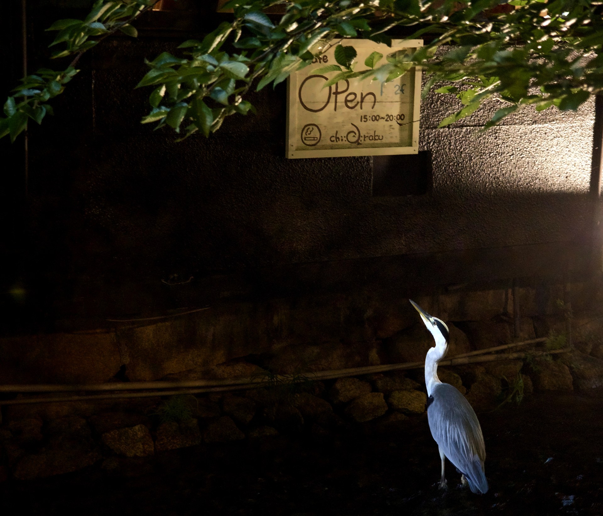 Grey heron standing under an Open sign on a Tokyo canal at dusk