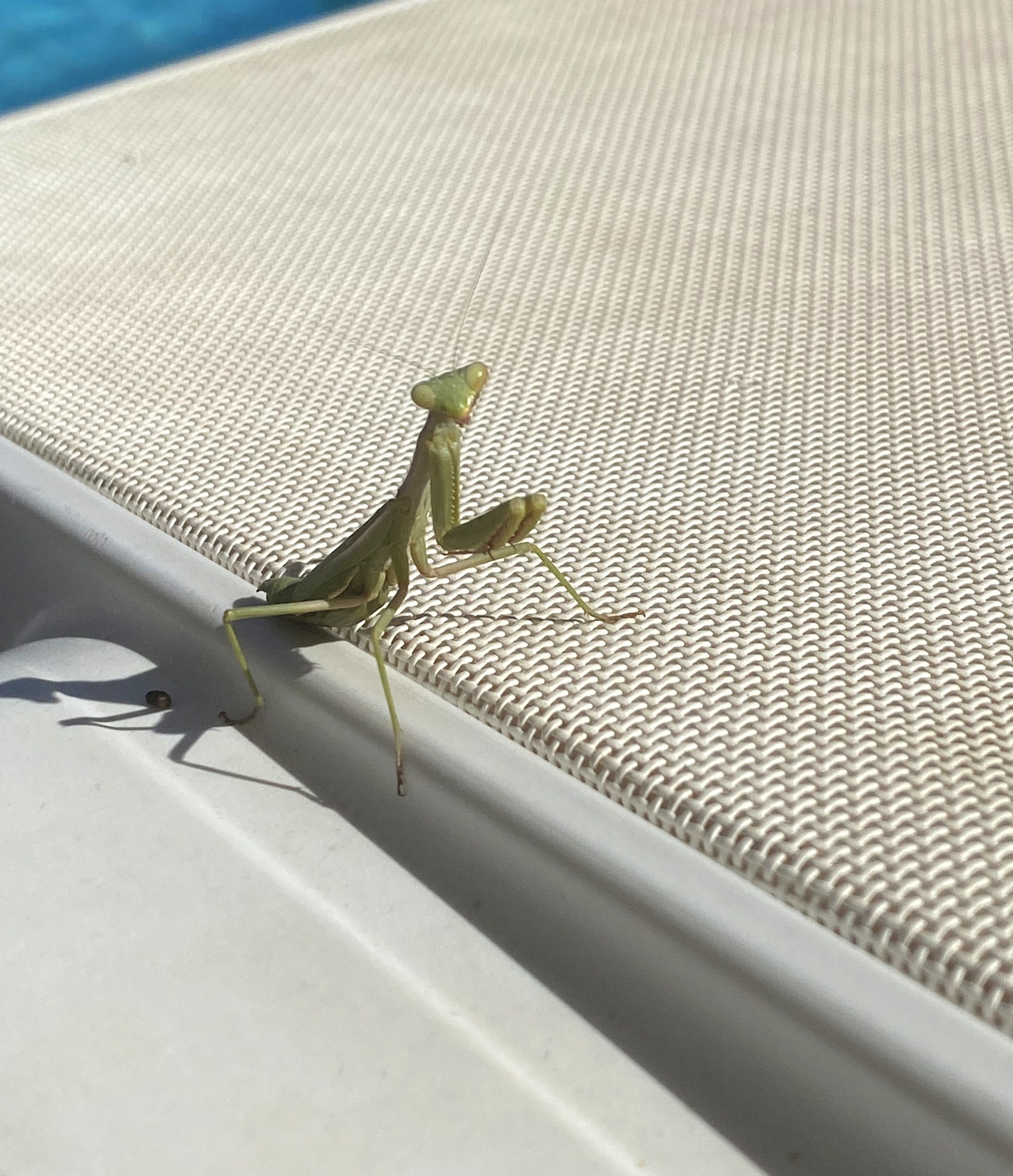 A European mantis standing on a white sun lounger next to a pool