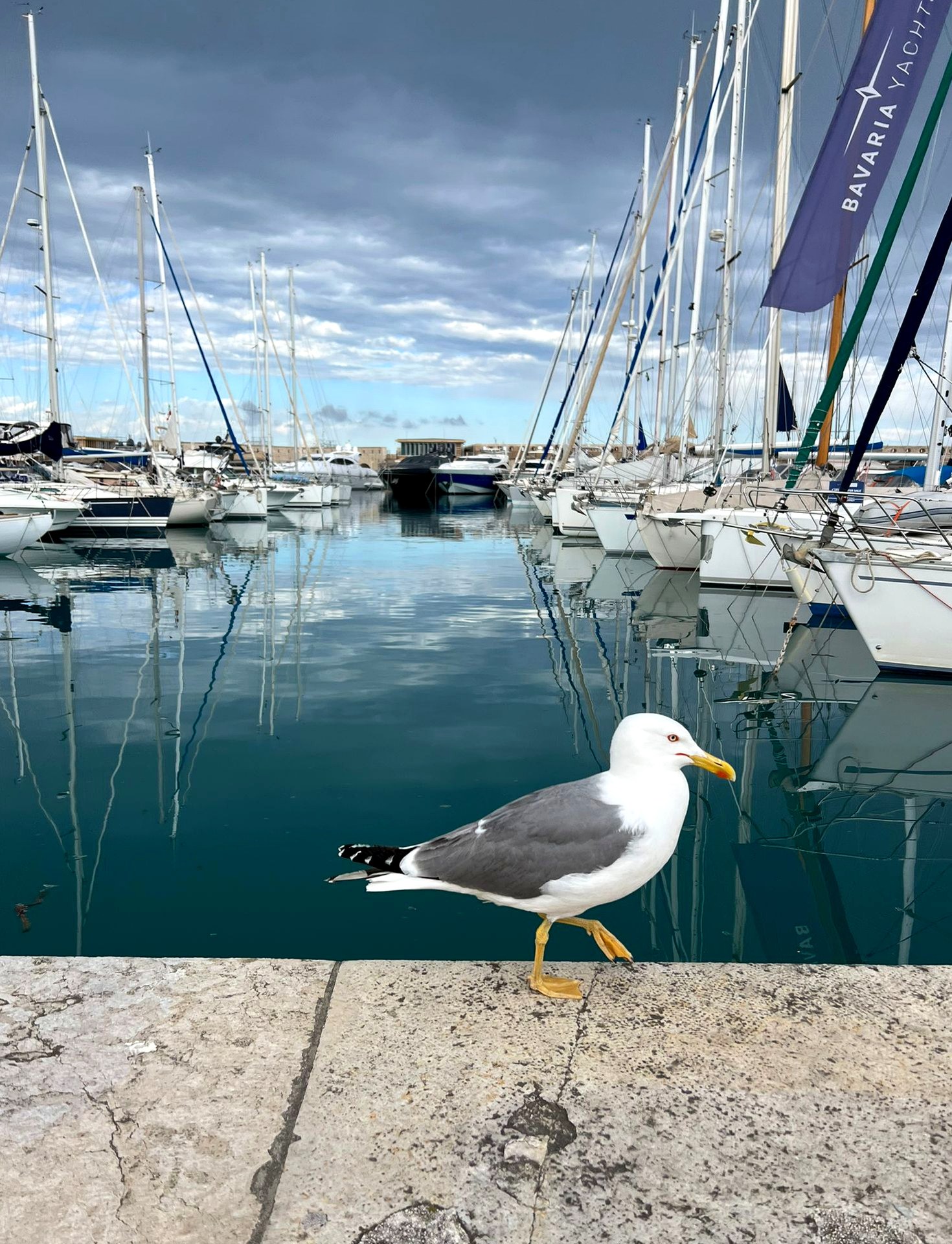 A yellow-legged gull mid-stride along a marina edge in Italy