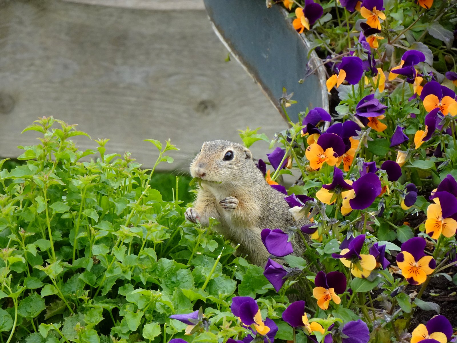 A European ground squirrel peeking up through a bed of purple and orange pansies