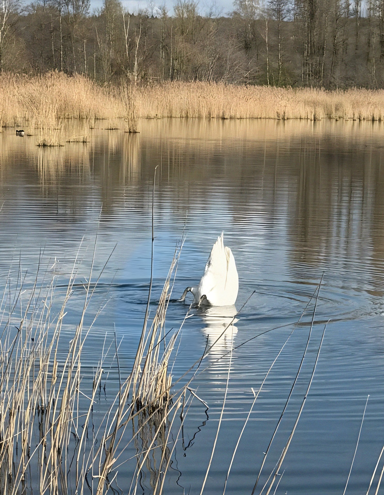 A mute swan tipped forward with only its rear end above the water